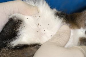 makiandampars - kitten illnesses