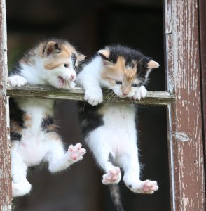 makiandampars - kitten illnesses