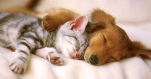 makiandampars - renal problems in cats and dogs