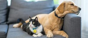 makiandampars - hepatic health and function in cats and dogs