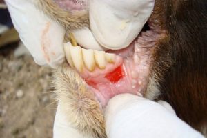 هشدار تب برفکی (FMD) ; راهکار ساده برای محافظت از دام