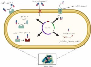 مقاومت آنتی بیوتیکی; هفته آگاه سازی مقاومت ضدمیکروبی 2025 (WAAW)