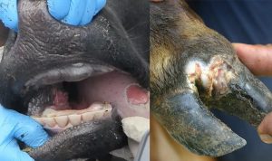 هشدار تب برفکی (FMD) ; راهکار ساده برای محافظت از دام
