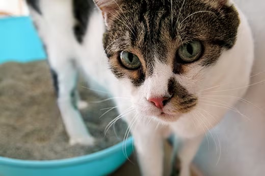 makiandampars - hematuria in cats