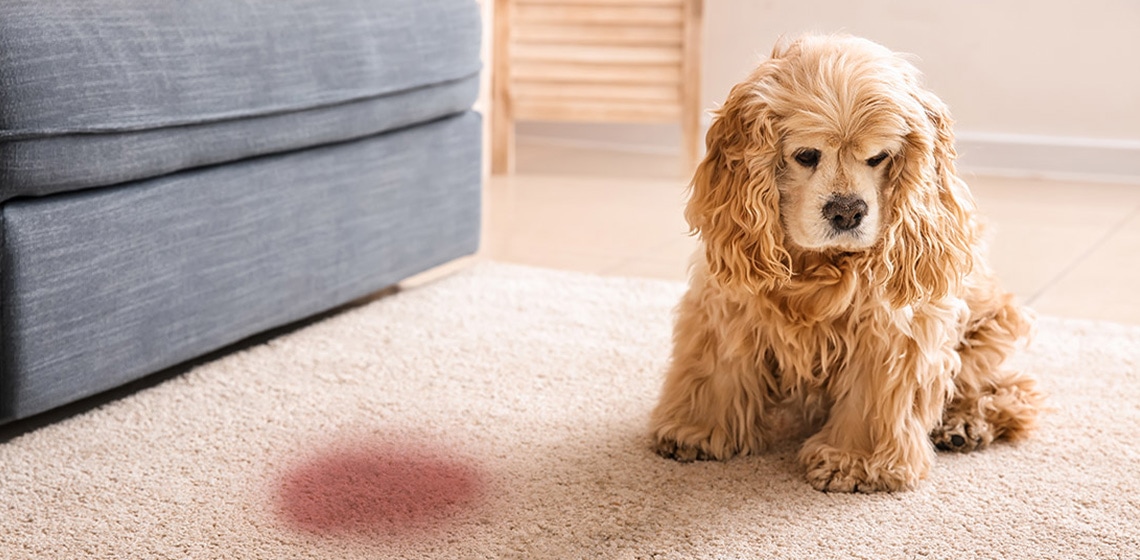 makiandampars - hematuria in dogs