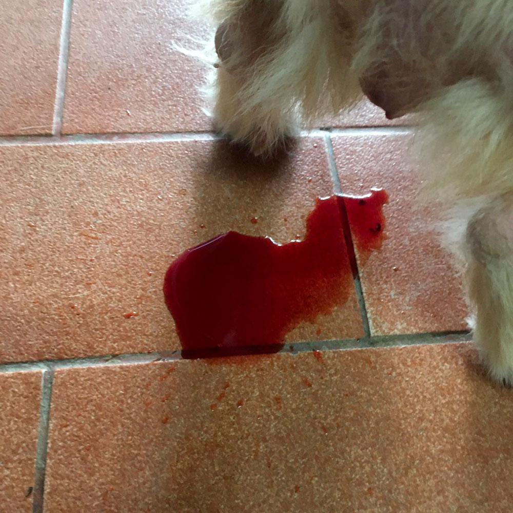 makiandampars - hematuria in pet animals