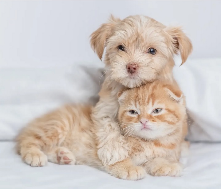 makiandampars - puppies and kittens care