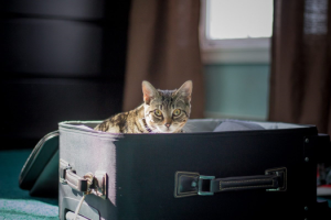 makiandampars - travel with cats