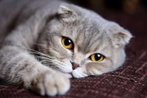 موی گربه و نازایی؟