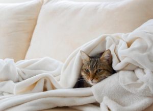 makiandampars - cat cold
