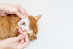 makiandampars - kitten illnesses