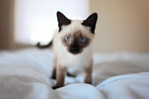 makiandampars - siamese cat