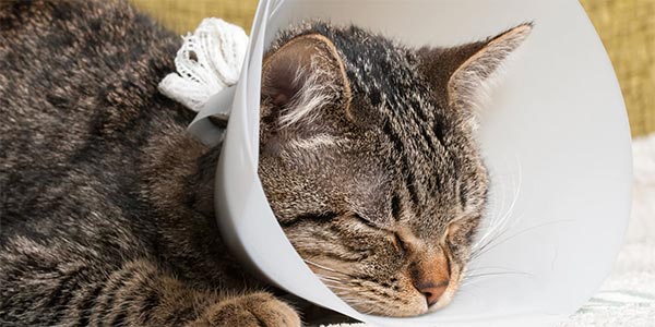 makiandampars - post operative care in cats