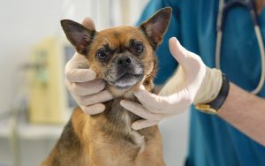 makiandampars - tracheal collapse in dogs