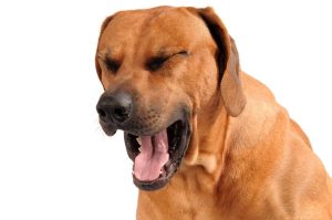 makiandampars - kennel cough