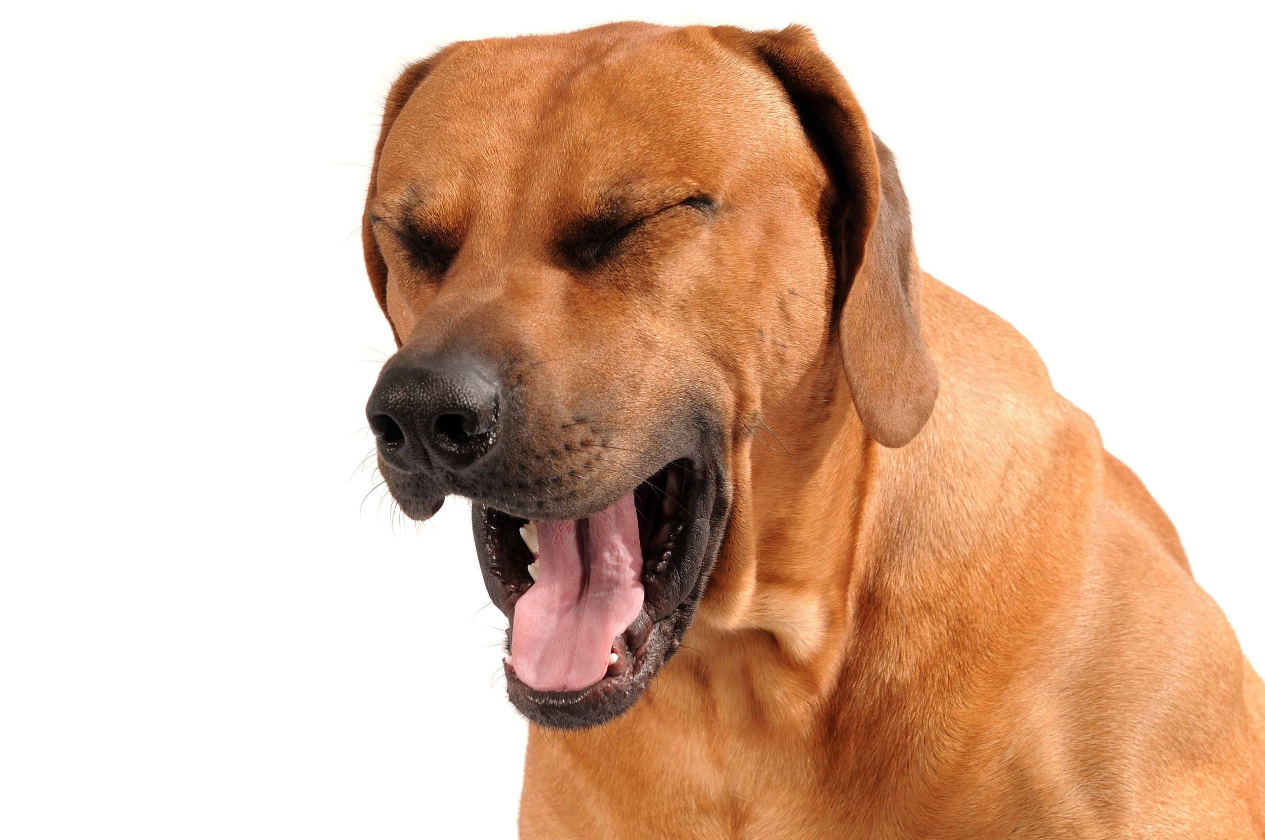 makiandampars - kennel cough