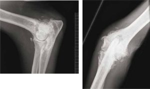 makiandampars - dog osteoarthritis