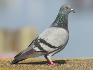 خوره کبوتر ها; از علت تا درمان
